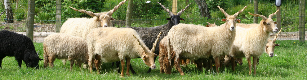 Mouton Village